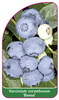 Vaccinium corymbosum 'Bonus'