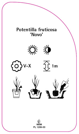 Potentilla fruticosa 'Novo'