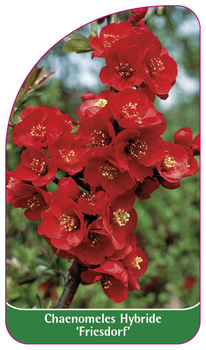 Chaenomeles Hybride 'Friesdorf'