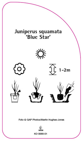 Juniperus squamata 'Blue Star'