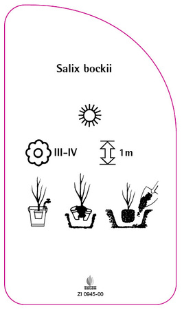 Salix bockii