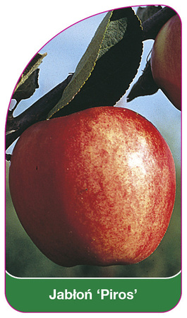 Jabłoń 'Piros'