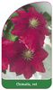 Clematis, rot