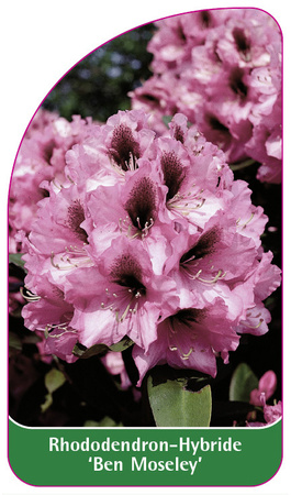 Rhododendron-Hybride 'Ben Moseley'
