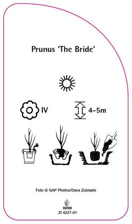 Prunus 'The Bride'