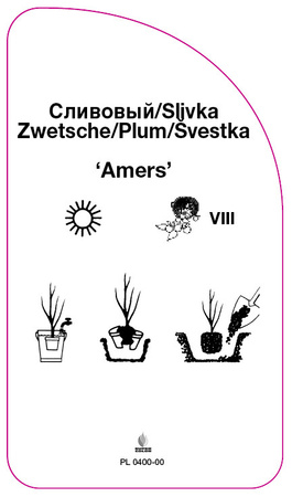 Śliwa 'Amers'