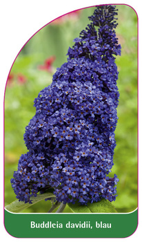 Buddleia davidii, blau