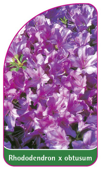 Rhododendron x obtusum