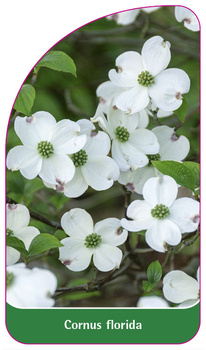 Cornus florida