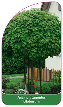 Acer platanoides 'Globosum'
