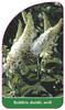 Buddleia davidii, weiß