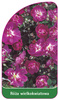 Trandafir cu flori mari Nr. 238