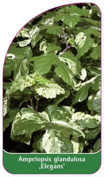 Ampelopsis glandulosa 'Elegans'