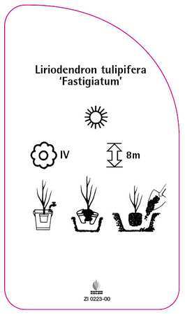 Liriodendron tulipifera 'Fastigiatum'
