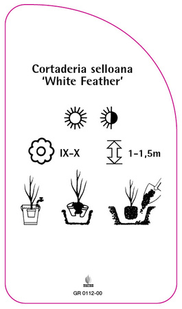 Cortaderia selloana 'White Feahter'