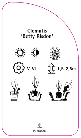 Clematis 'Betty Risdon'
