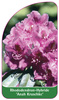 Rhododendron-Hybride 'Anah Kruschke'