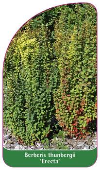 Berberis thunbergii 'Erecta'