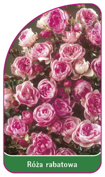 Róza rabatowa Nr. 101 A