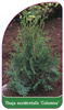 Thuja occidentalis 'Columna'