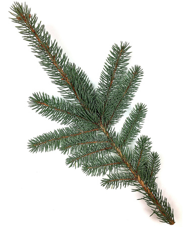 Gałązka świerka srebrna żywa do 30cm