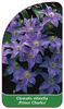 Clematis viticella 'Prince Charles'