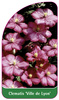 Clematis 'Ville de Lyon'