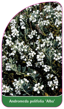 Andromeda polifolia 'Alba'