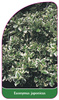 Euonymus japonicus