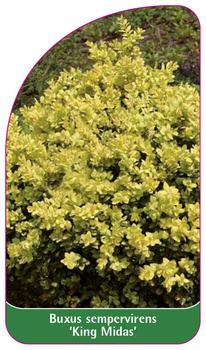 Buxus sempervirens 'King Midas'
