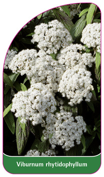 Viburnum rhytidophyllum