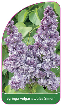 Syringa vulgaris 'Jules Simon'