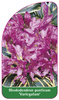 Rhododendron ponticum 'Variegatum'