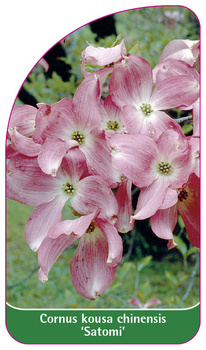 Cornus kousa chinensis 'Satomi'