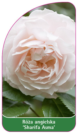 Róza angielska 'Sharifa Asma'