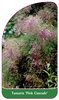 Tamarix 'Pink Cascade'