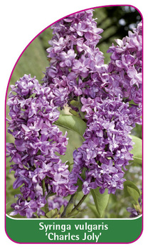 Syringa vulgaris 'Charles Joly'