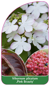 Viburnum plicatum 'Pink Beauty'