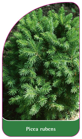 Picea rubens