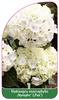 Hydrangea macrophylla ,Nymphe' (,Pax')