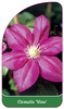 Clematis 'Vino'