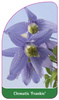 Clematis 'Frankie'