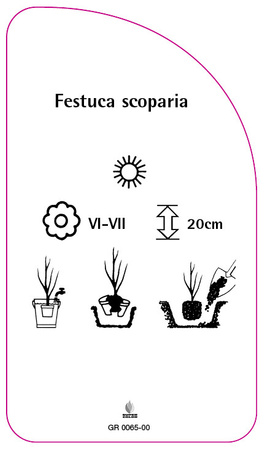 Festuca scoparia