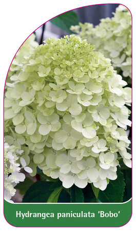 Hydrangea paniculata 'Bobo'