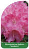 Rhododendron-Hybride 'Solidarity'