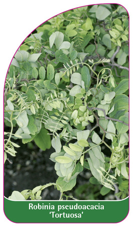 Robinia pseudoacacia 'Tortuosa'