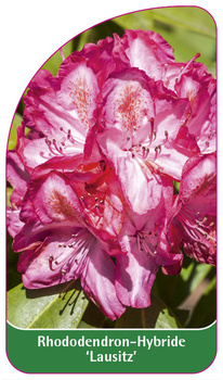 Rhododendron-Hybride 'Lausitz'