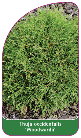 Thuja occidentalis 'Woodwardii'