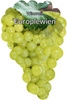 Europlewien vinná réva