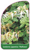 Lonicera japonica 'Halliana'
